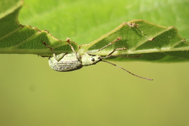 クチブトゾウムシの1種.JPG