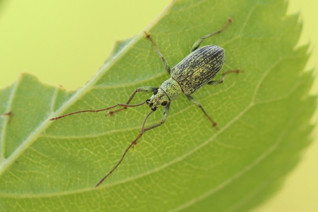 クチブトゾウムシの1種 (2).JPG